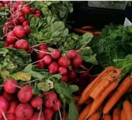 Tips for beginner gardeners to start garden