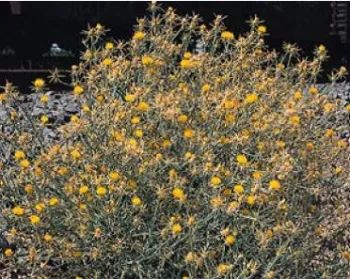 Invasive yellow starthistle