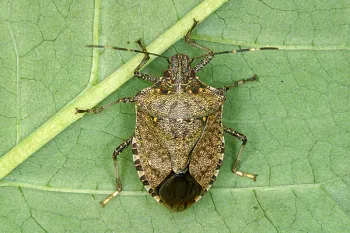 adult-female-full brown marmorated stink bug