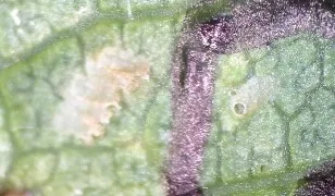 Unparasitized VCLH eggs (left) next to parasitized WGLH egg (right). The circular hole in the top of the egg is a sign of parastioid emergence.