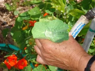 Creating 'silver water' in a nasturtium leaf
