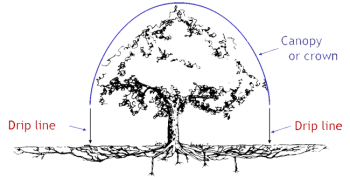 Illustration of tree dripline