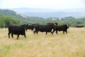 Cattle on rangeland