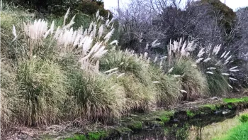 Pampas grass is a familiar invasive plant in Marin. Photo: Marie Narlock