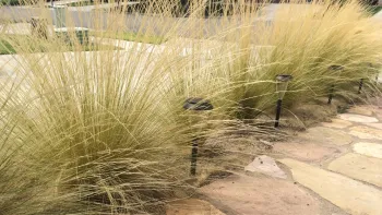 Mexican feather grass spreads like wildfire. Photo: UC ANR