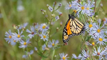 Plants treated with neonicotinoids can harm pollinators and other important wildlife. Photo: James Wheeler, Pexels