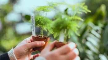 Read plant labels carefully; support nurseries that offer neonicotinoid-free plants. Photo: Visually, Pexels