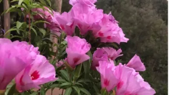 Clarkia amoeba is a native annual easily grown from seed. Photo: Bonnie Marks