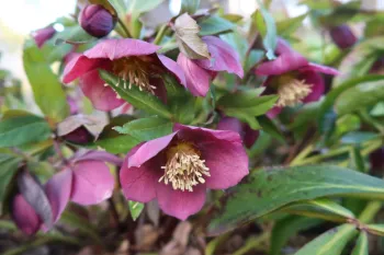 Hellebore blooming in the Shade Garden