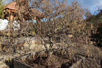 Harry Lauder's Walking Stick in the Japanese Garden