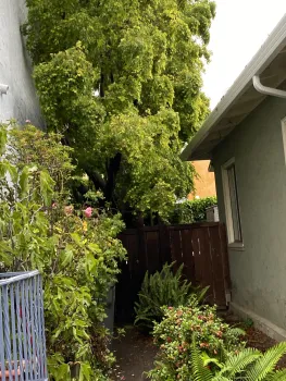 50 Year Old Maple Trees