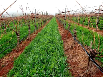 Dalla Valle Vineyard (1)