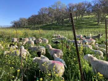 Sheep graze cover crops in a vineyard.