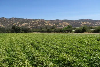 Full Belly Farms in Capay Valley