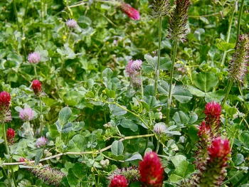 Medic_Clover Mix_Chuck_Ingels