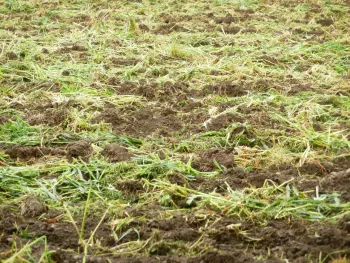 Full Belly Farm 25April2014 tilled cover crop SBrodt