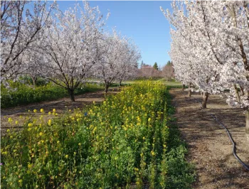mustard in orchard for web
