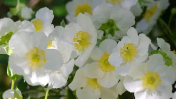 Carpenteria California. Photo: Las Pilitas