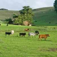 cows in a field