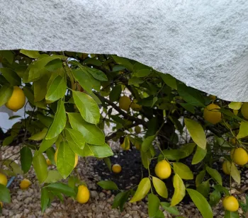 Frost protect citrus in November and December as nights cool