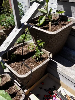 Drip System on seedlings in pots.