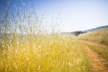 Scenic hillside rangeland with annual grasses at Sierra Foothill Research and Extension Center