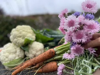 Freshly picked flowers, carrots, and cauliflower
