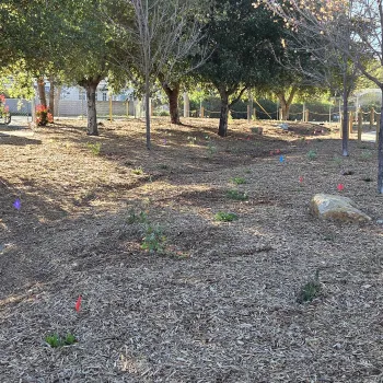 Small young native plants dot a landscape that also features large rocks and a grove of trees