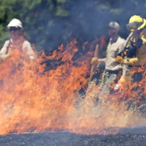 Firefighters training at controlled burn