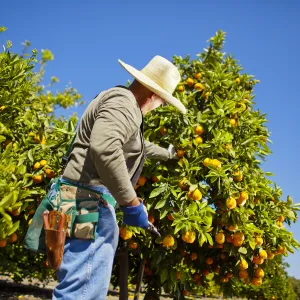 Farmer picking citrus off tree