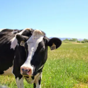 dairy cow in a field