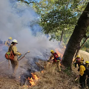 A group of people participating in a prescribed fire in an oak woodland.
