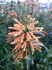 Leonotis
