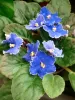 African Violet blue