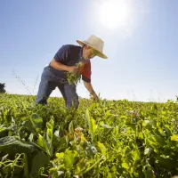 Man in straw hat picks crops in a field